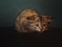 FB体育-F1年度争冠焦点战，苏格兰引擎的轰鸣如何压制佛罗伦萨的艺术风暴